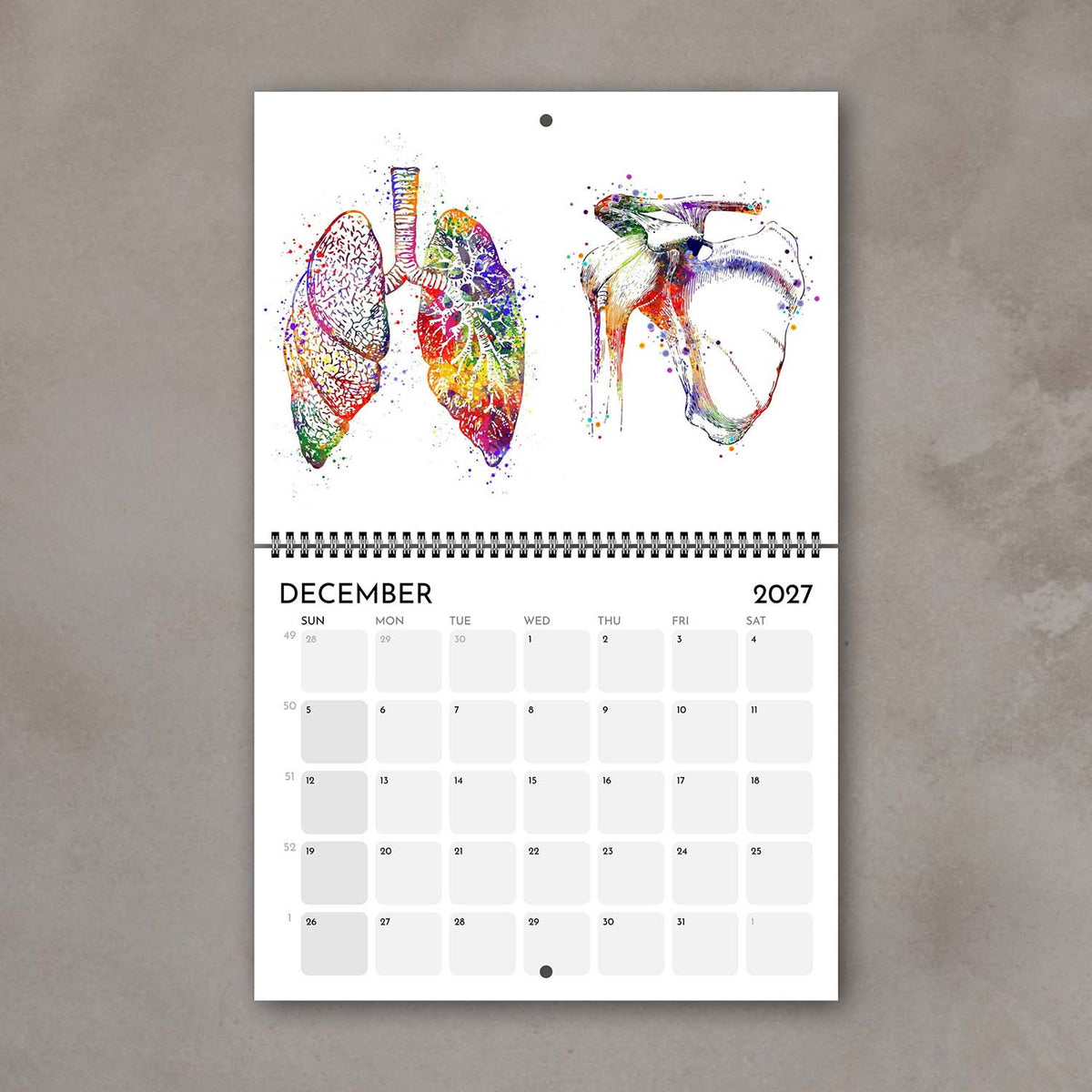 2027 anatomy wall calendar showing multicolor human anatomy arts gift for medical students and doctors