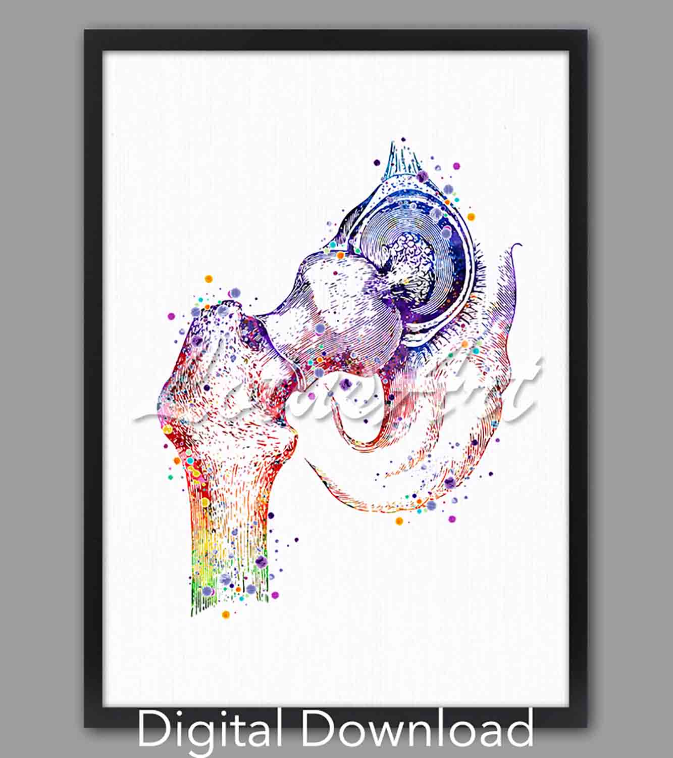 Hip joint femoral head anatomy instant digital download, science watercolor art, orthopedic & chiropractic clinic decor