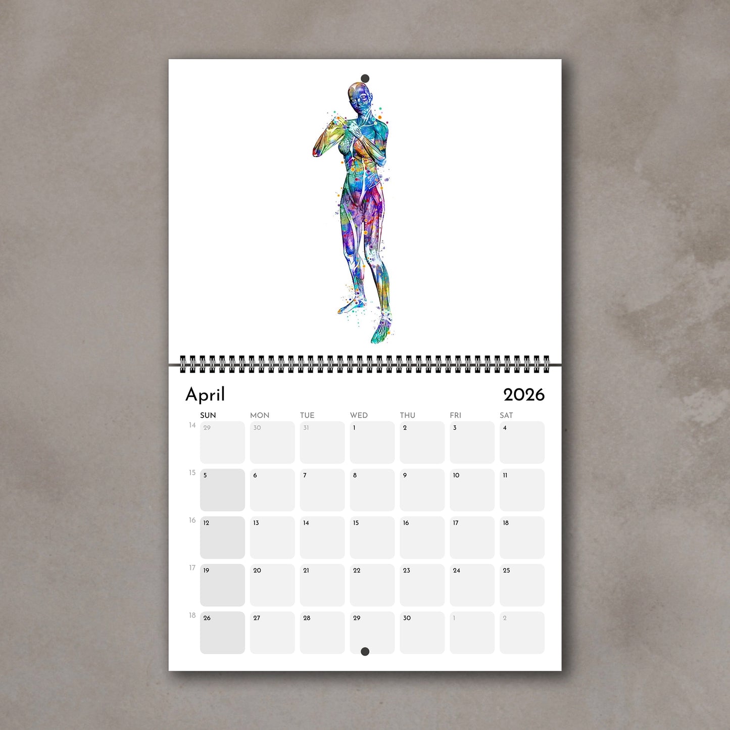 2026 anatomy wall art calendar showing human body muscles in boxing, sports watercolor painting
