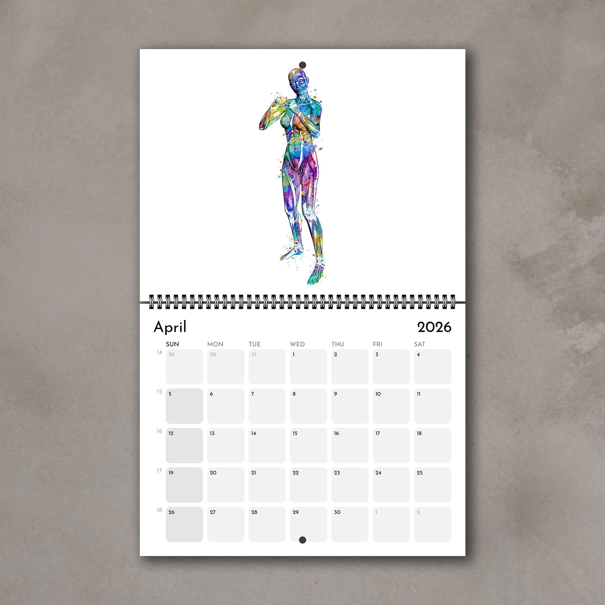 2026 anatomy wall art calendar showing human body muscles in boxing, sports watercolor painting
