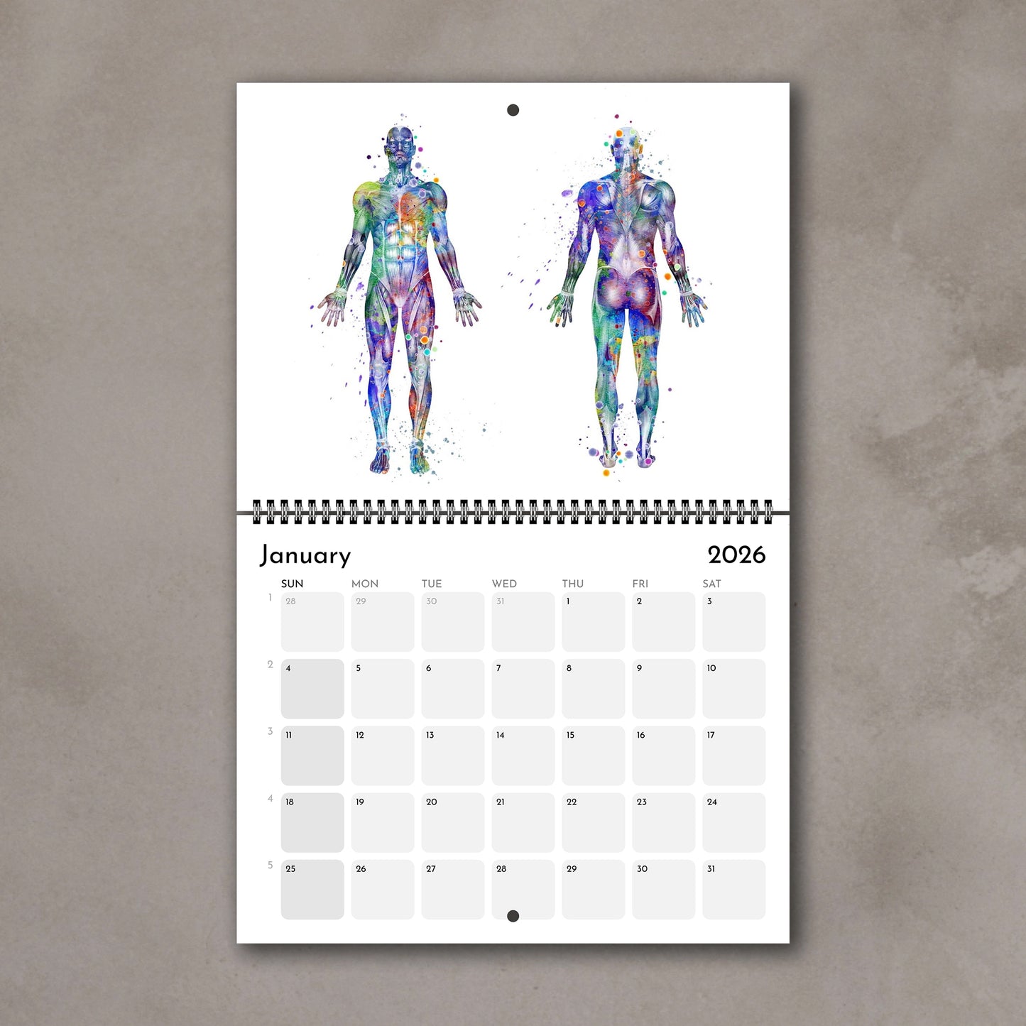 2026 anatomy wall calendar with hunam body muscles, medical watercolor art, doctor gift