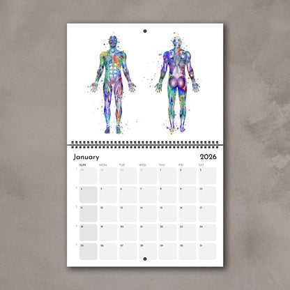 2026 anatomy wall calendar with hunam body muscles, medical watercolor art, doctor gift