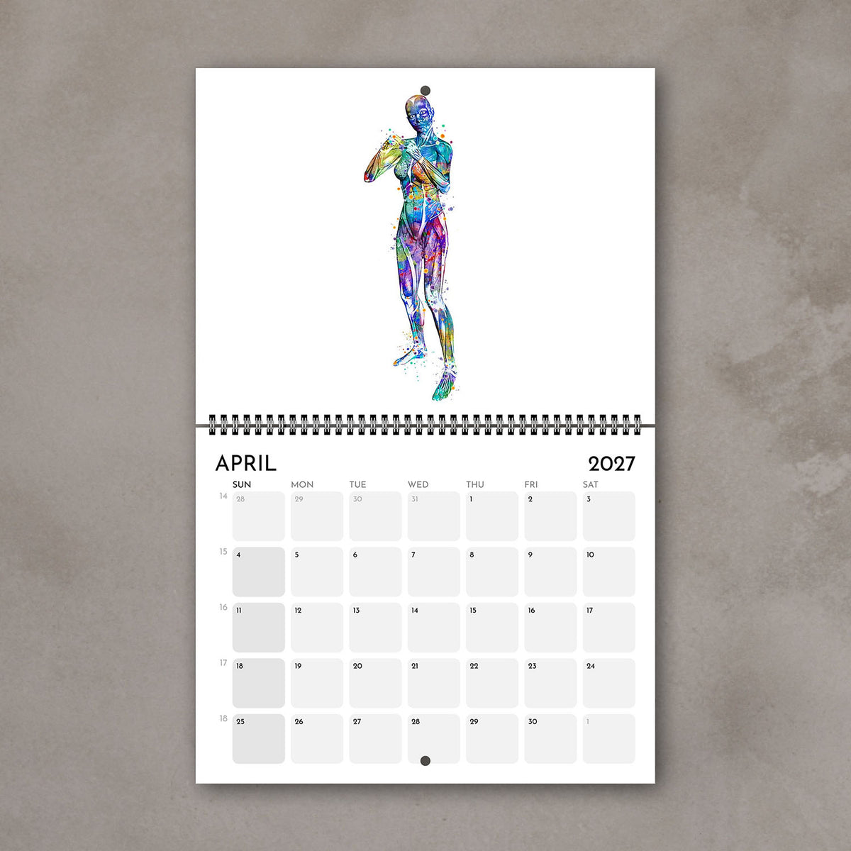 2027 anatomy wall art calendar April page showing human body muscles in boxing, sports watercolor painting