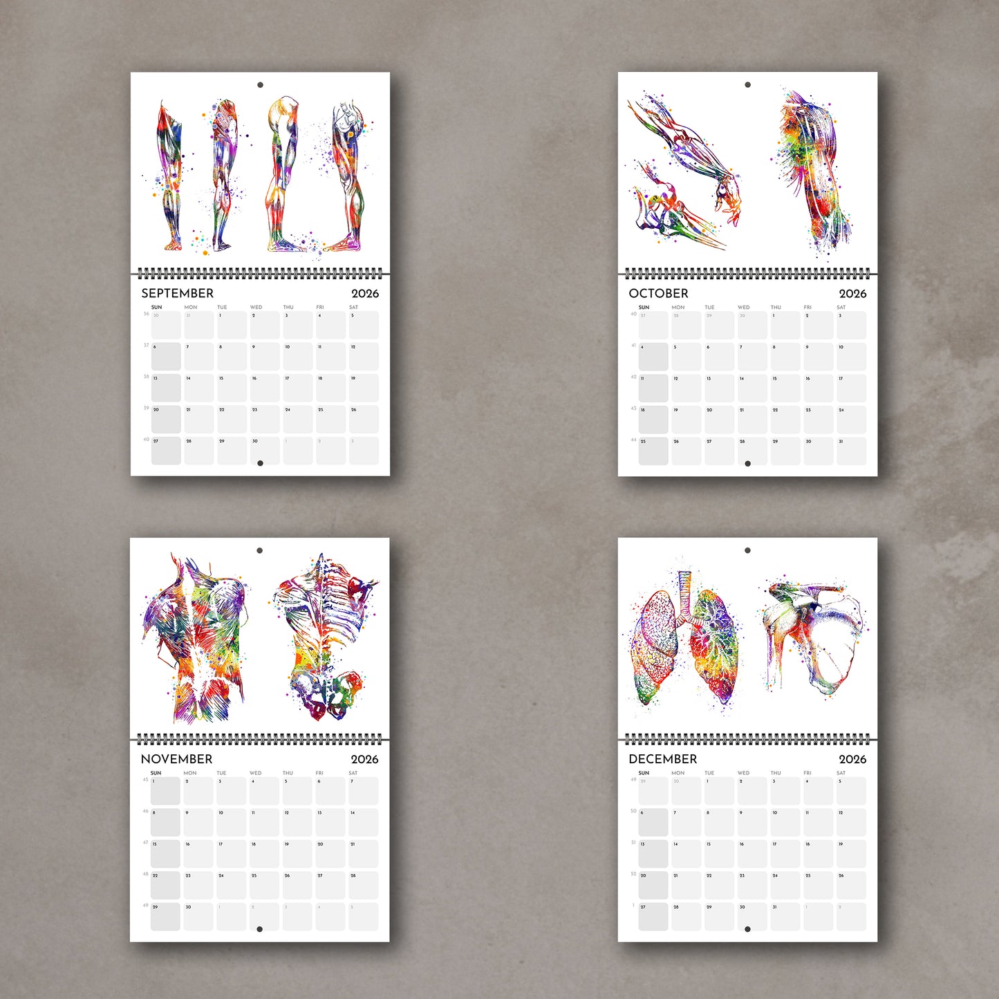 2026 anatomy wall calendar showing human anatomy arts gift for medical students and doctors