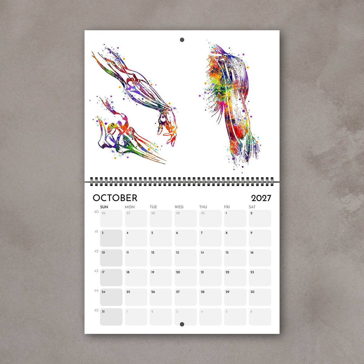 2027 anatomy wall calendar pages showing arm muscles and bones, multicolor doctor office decor