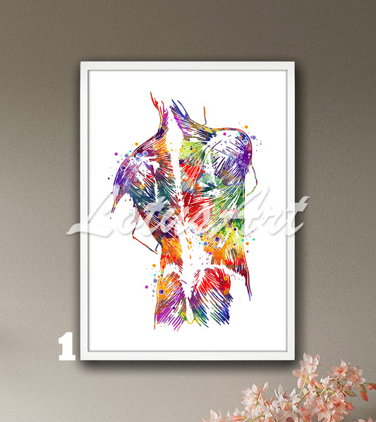 Human back muscles anatomy watercolor wall art poster, multicolor medical decor, doctor office gifts.