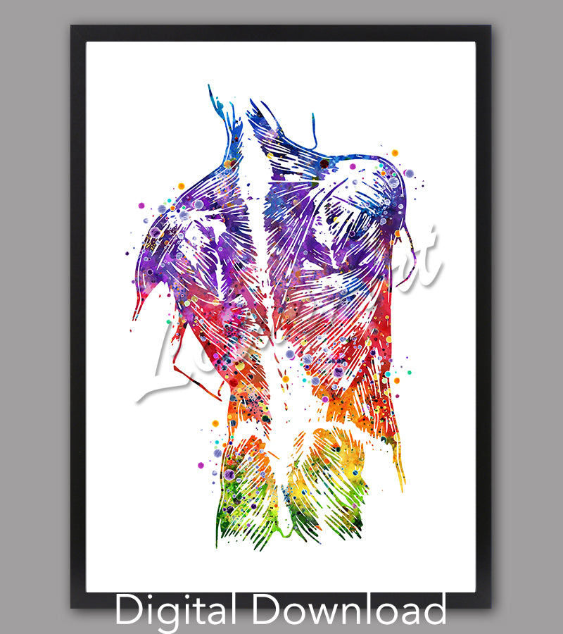 Back muscles anatomy watercolor art print - multicolor digital download medical science wall decor for clinic