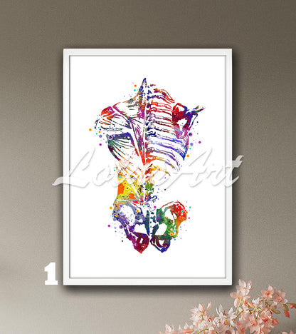 Anatomy watercolor art print of human back muscles, and bones, multicolor medical wall decor, doctor gift.