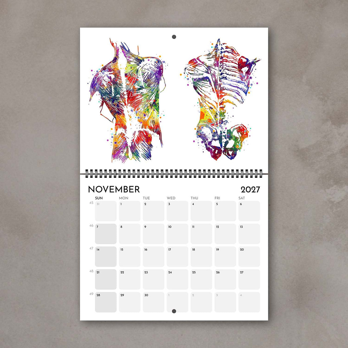2027 medical wall calendar display human back muscles anatomy colorful watercolor for clinic decor
