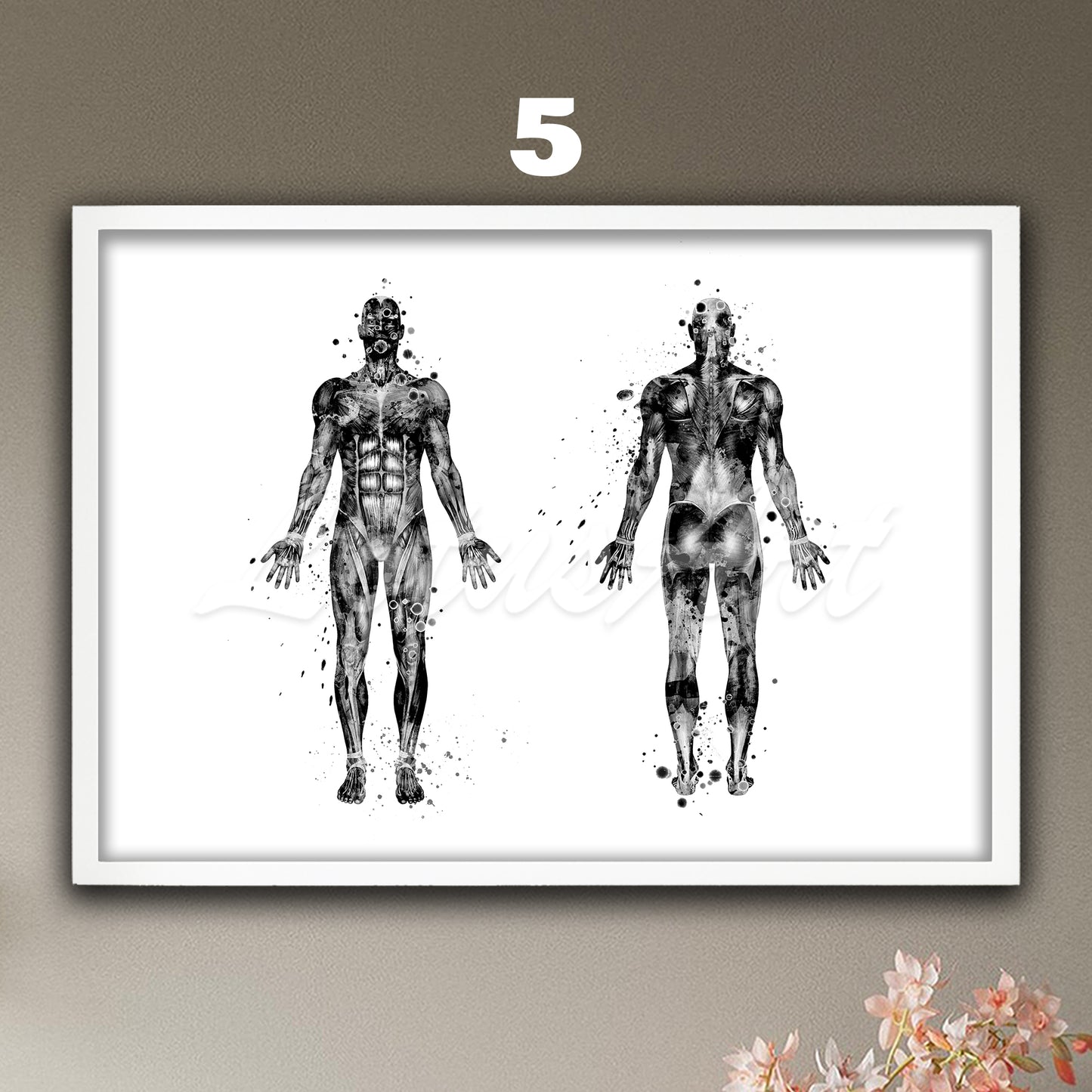 Black-white body muscles anatomy watercolor painting, medical art print, science doctor gift.