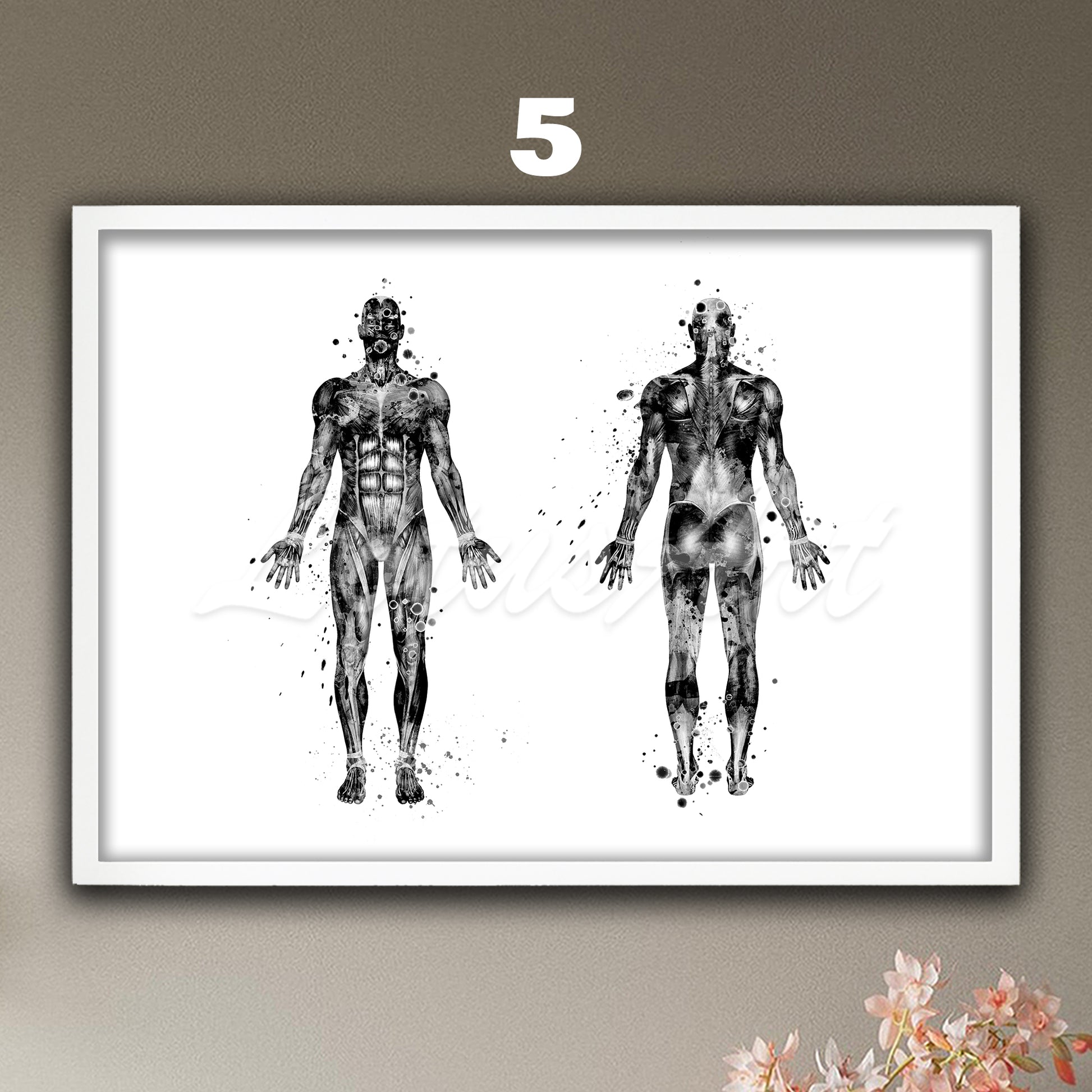 Black-white body muscles anatomy watercolor painting, medical art print, science doctor gift.