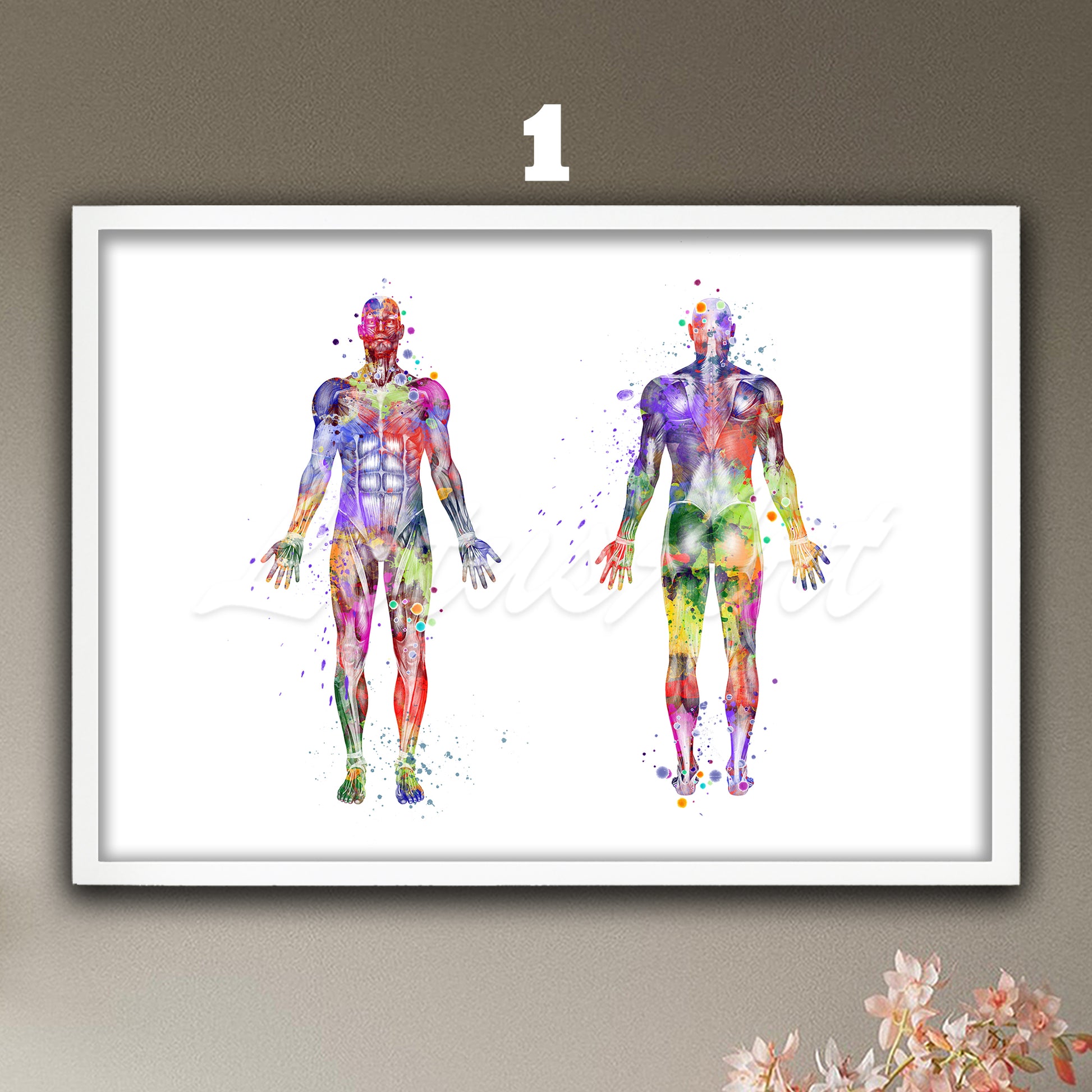 Human body muscles anatomy watercolor wall art poster, multicolor medical decor, doctor gifts.
