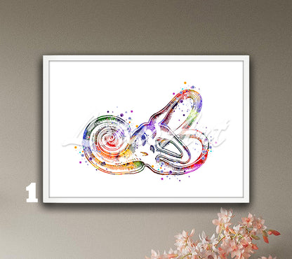 Watercolor art print of anatomical painting of bony labyrinth cochlea, multicolor artwork showing inner ear.