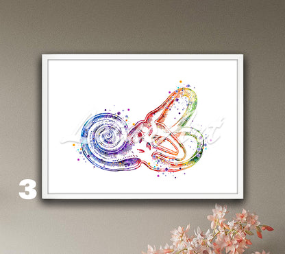 Bony Labyrinth Cochlea Anatomy Watercolor Print – Inner Ear Medical Poster & Audiologist Gift