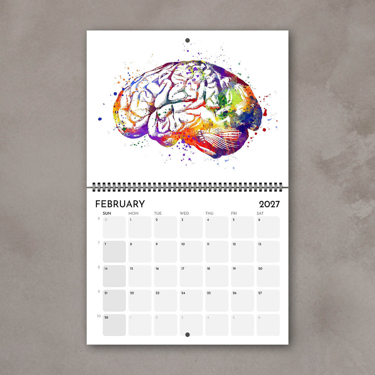2027 anatomy wall calendar monthly spreads featuring human brain anatomy artwork