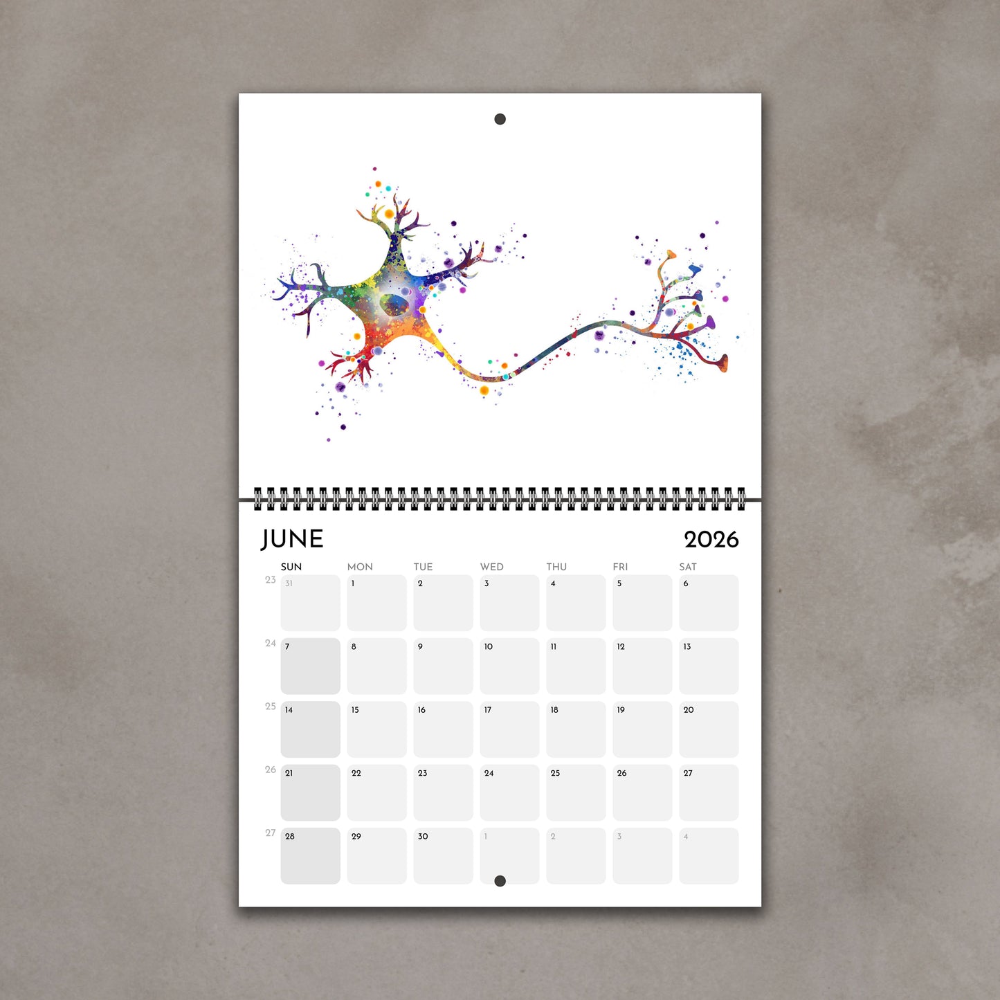 2026 anatomy wall calendar pages featuring human brain neuron anatomy science art