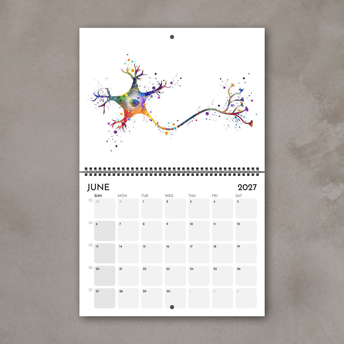 2027 anatomy wall calendar pages featuring human brain neuron anatomy science art