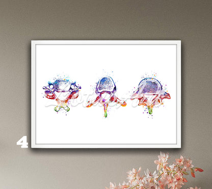Vertebrae Anatomy Watercolor Print – Spine Medical Wall Art – Cervical, Thoracic & Lumbar