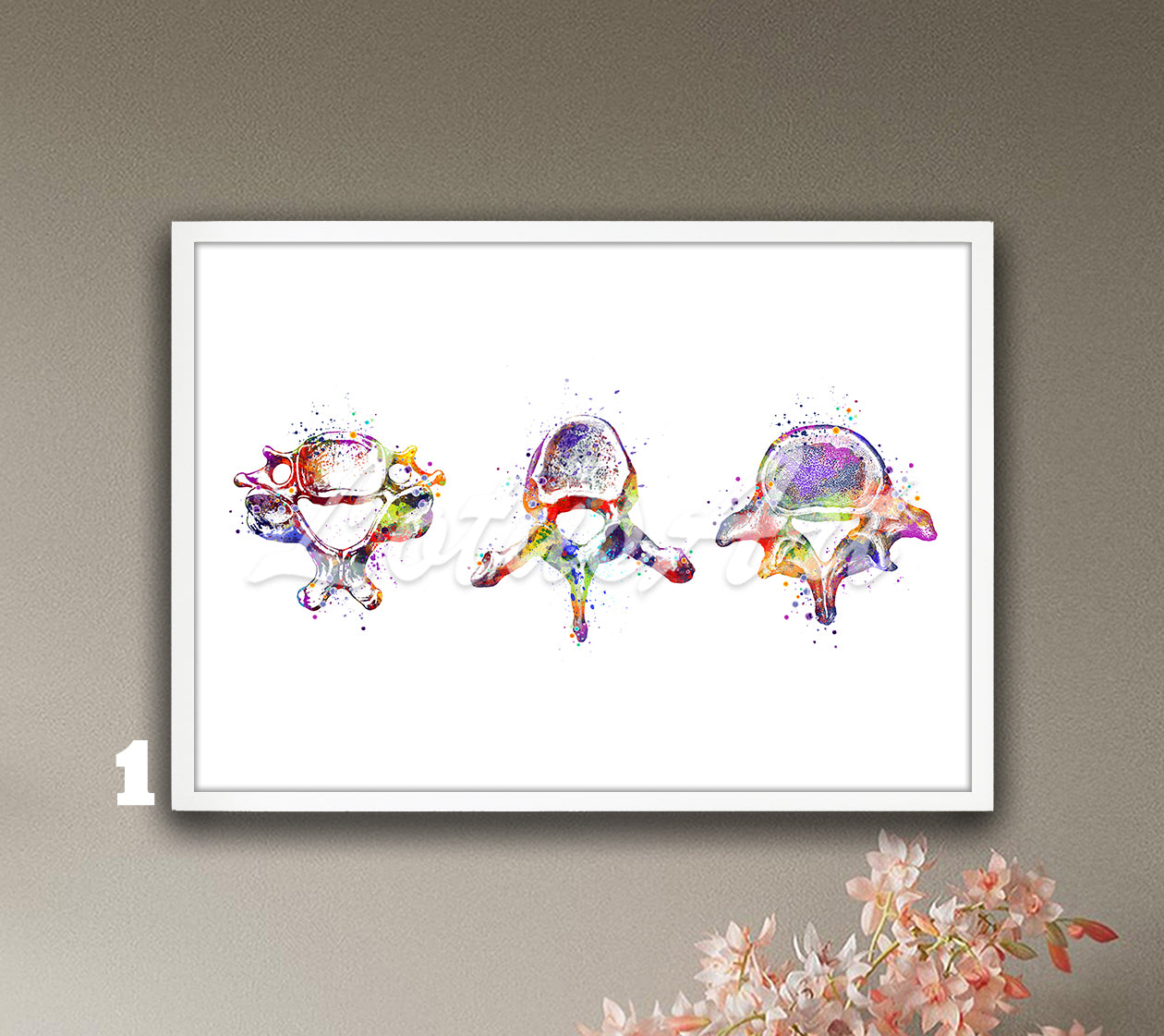 Three vertebrae anatomy watercolor art print in multicolor shown in a row, spine medical wall decor for orthopedic clinics