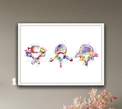 Three vertebrae anatomy watercolor art print in multicolor shown in a row, spine medical wall decor for orthopedic clinics