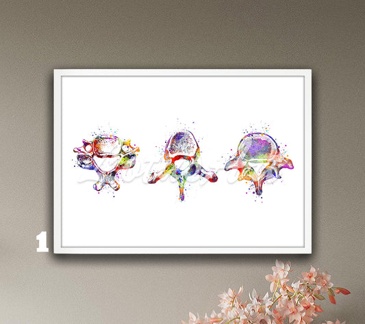 Three vertebrae anatomy watercolor art print in multicolor shown in a row, spine medical wall decor for orthopedic clinics