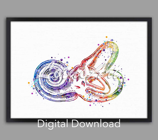 Cochlea bony labyrinth instant digital download, medical watercolor art, ENT audiology clinic science decor, doctor gift