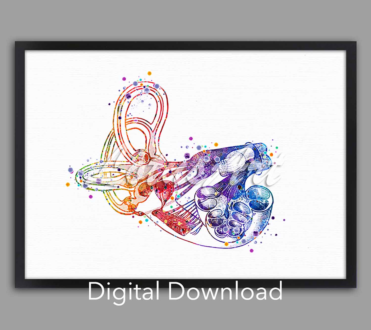 Cochlea inner ear instant digital download, medical watercolor print, ENT anatomy poster for audiology clinic & doctor office