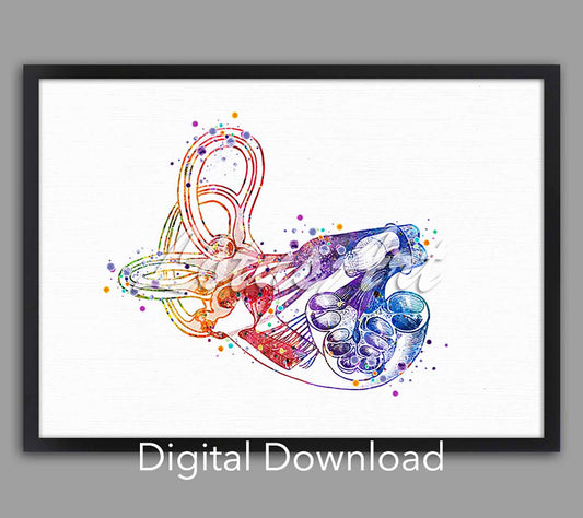 Cochlea inner ear instant digital download, medical watercolor print, ENT anatomy poster for audiology clinic & doctor office