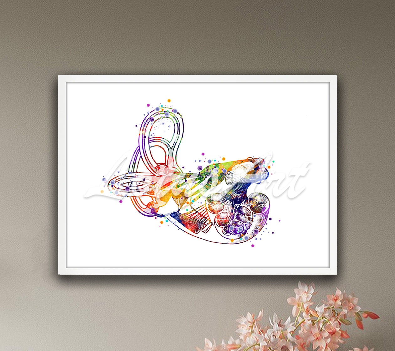 Cochlea and inner ear with vestibular system anatomy colorful watercolor art print - ENT clinic painting