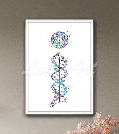 DNA C-form helix genetic structure in colorful watercolor - clinic office artwork