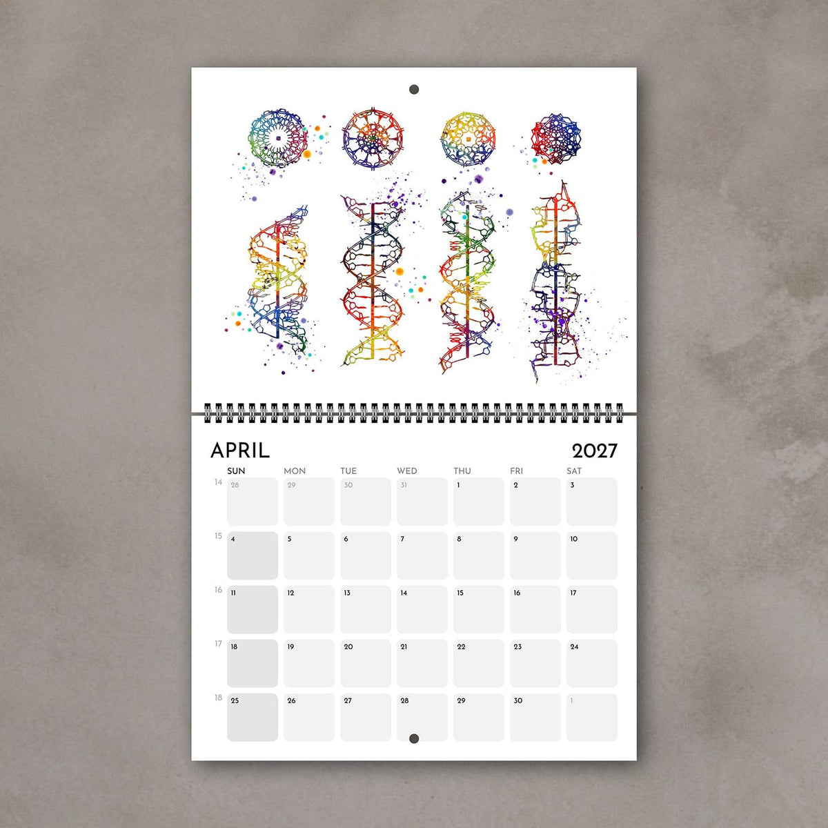 2027 anatomy wall calendar pages showing dna helix watercolor painting, science lab poster