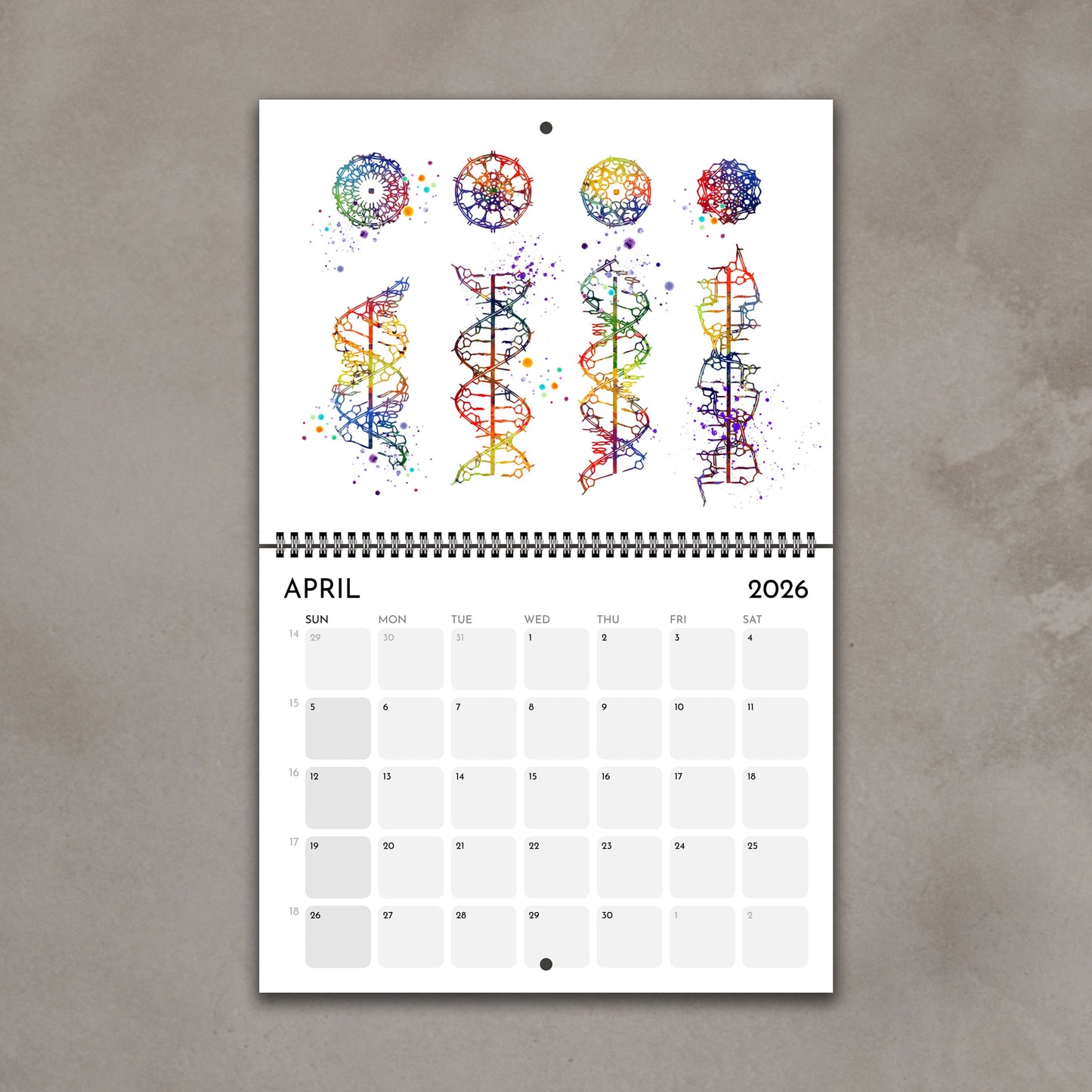 2026 anatomy wall calendar pages showing dna helix watercolor painting, science lab decor