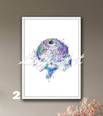 Eye Anatomy Watercolor Art Print – Medical Poster for Optometry & Ophthalmology