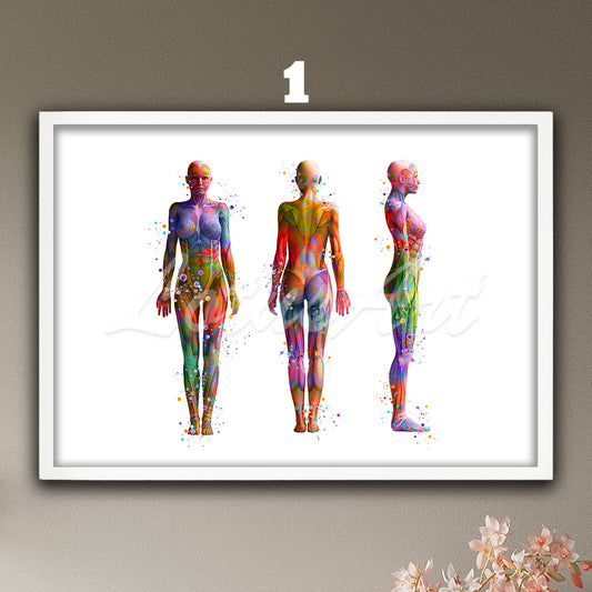 Watercolor multicolor medical painting showing anatomy of the muscles of the female body in front, profile and back view.