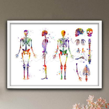 Full human skeleton anatomy art print with detailed parts multicolor watercolor - medical educational wall decor