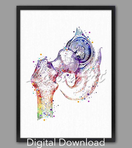 Hip joint femoral head anatomy instant digital download, science watercolor art, orthopedic & chiropractic clinic decor