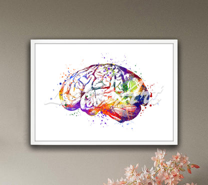 Human brain anatomy art print in multicolor watercolor - clinic office artwork
