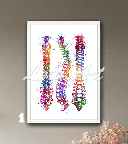 Multicolor art print of a watercolor painting depicting the anatomy of the human spine with all the vertebrae.
