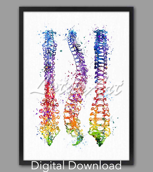 Human spine watercolor print in rainbow, anatomy medical art, instant digital download for clinic & doctor office decor
