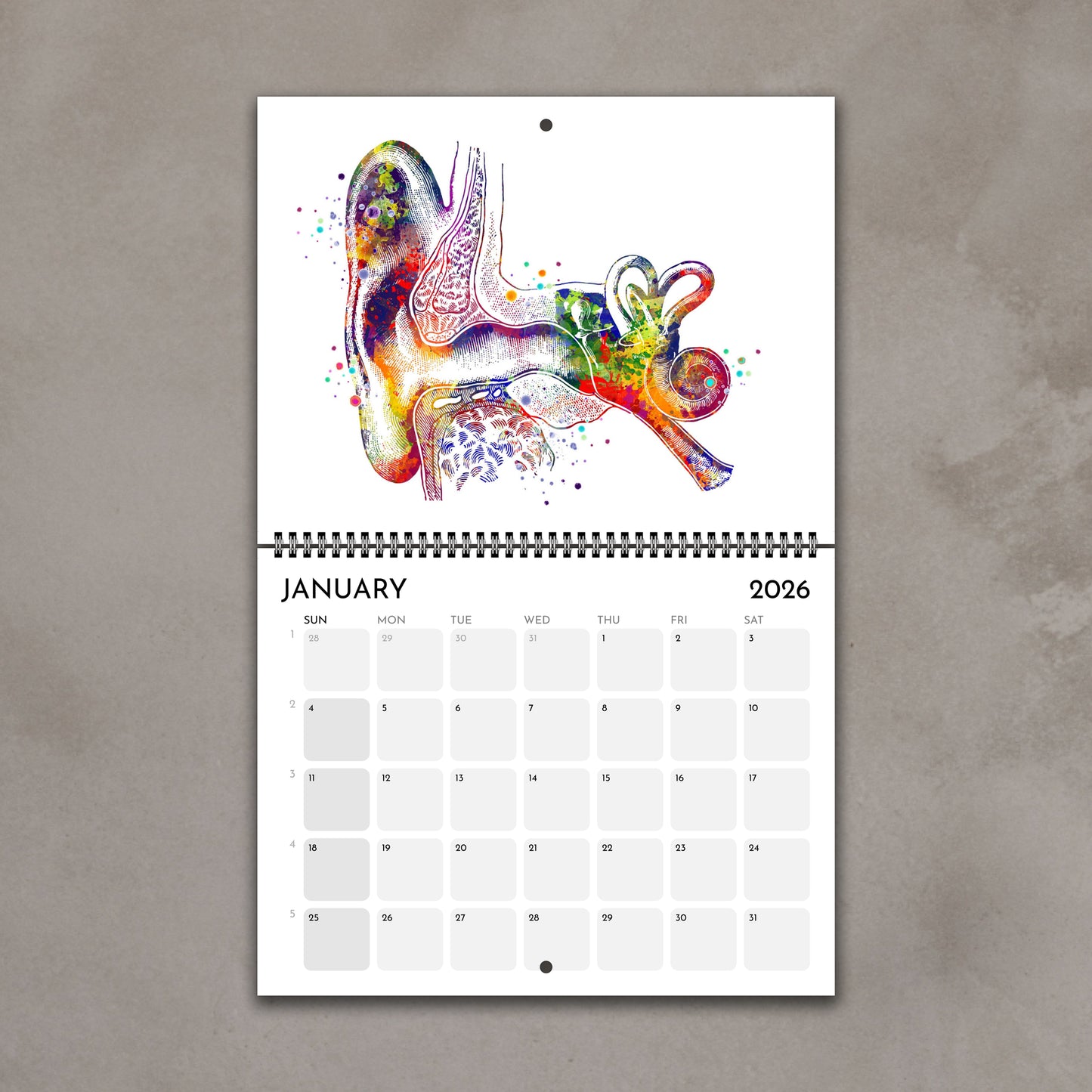 2026 anatomy wall calendar inner-ear monthly pages with anatomy watercolor art, doctor gift