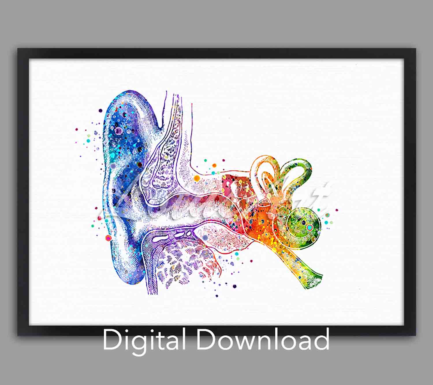 Inner ear anatomy instant digital download, watercolor art, ENT audiology clinic decor, doctor & medical student gift
