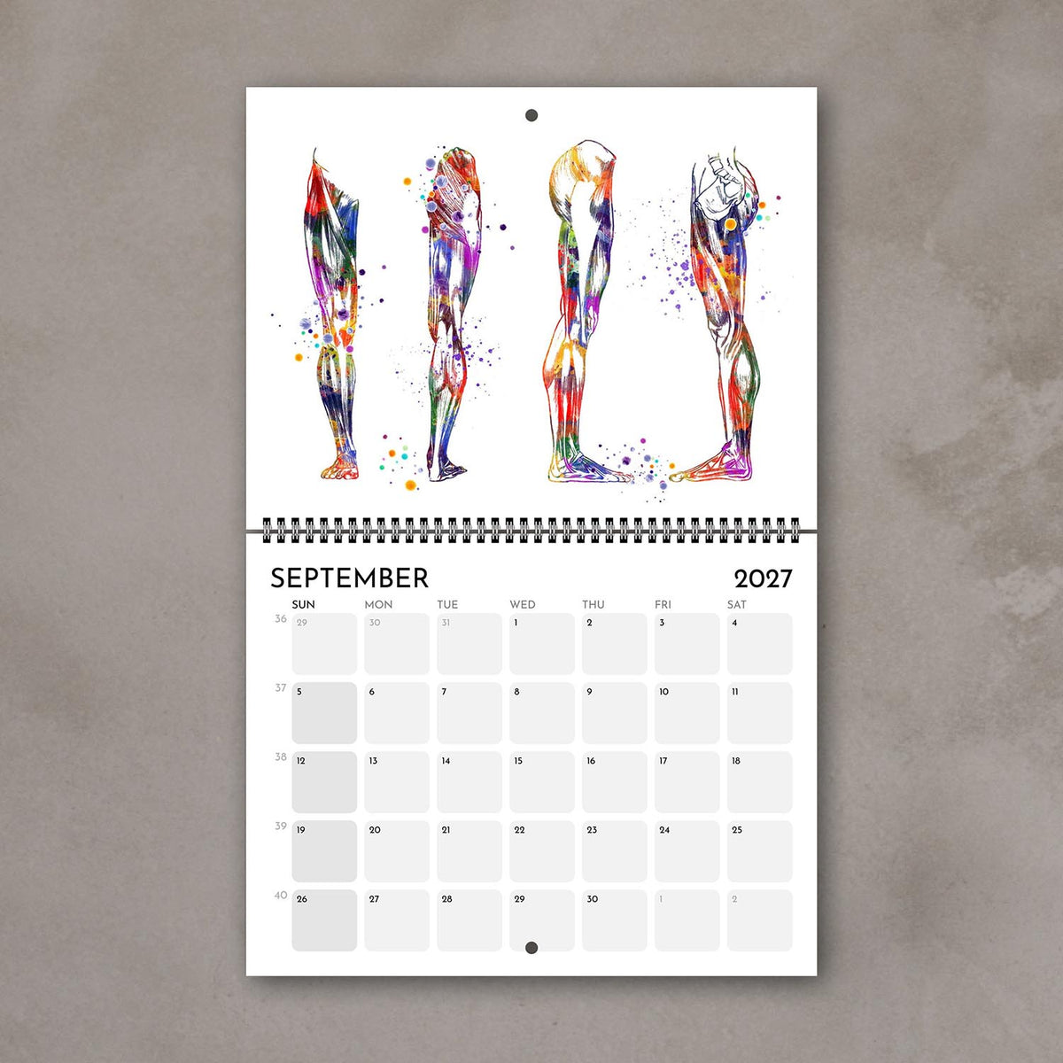 2027 medical wall calendar display leg muscles anatomy watercolor for clinic wall decor