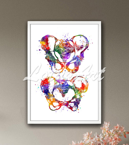 Pelvis anatomy two views detailed multicolor watercolor artwork - chiropractor office wall decor