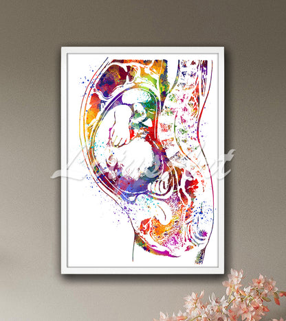 Pregnancy anatomy with baby in womb detailed illustration vibrant watercolor - obstetric medical wall art