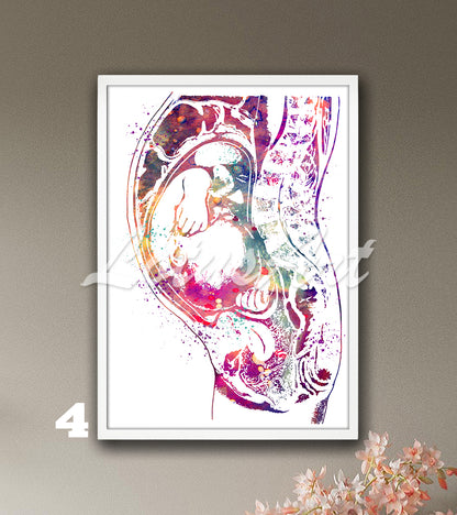 Pregnancy anatomy fetus watercolor wall art in colorful tones, baby in womb medical wall decor & expecting mom gift