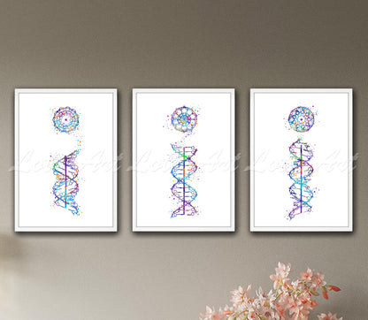 Set of 3 DNA helix art prints in multicolor watercolor - A-form, B-form, C-form structures on wall