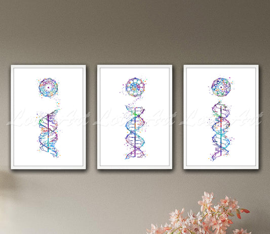 Set of 3 DNA helix art prints in multicolor watercolor - A-form, B-form, C-form structures on wall