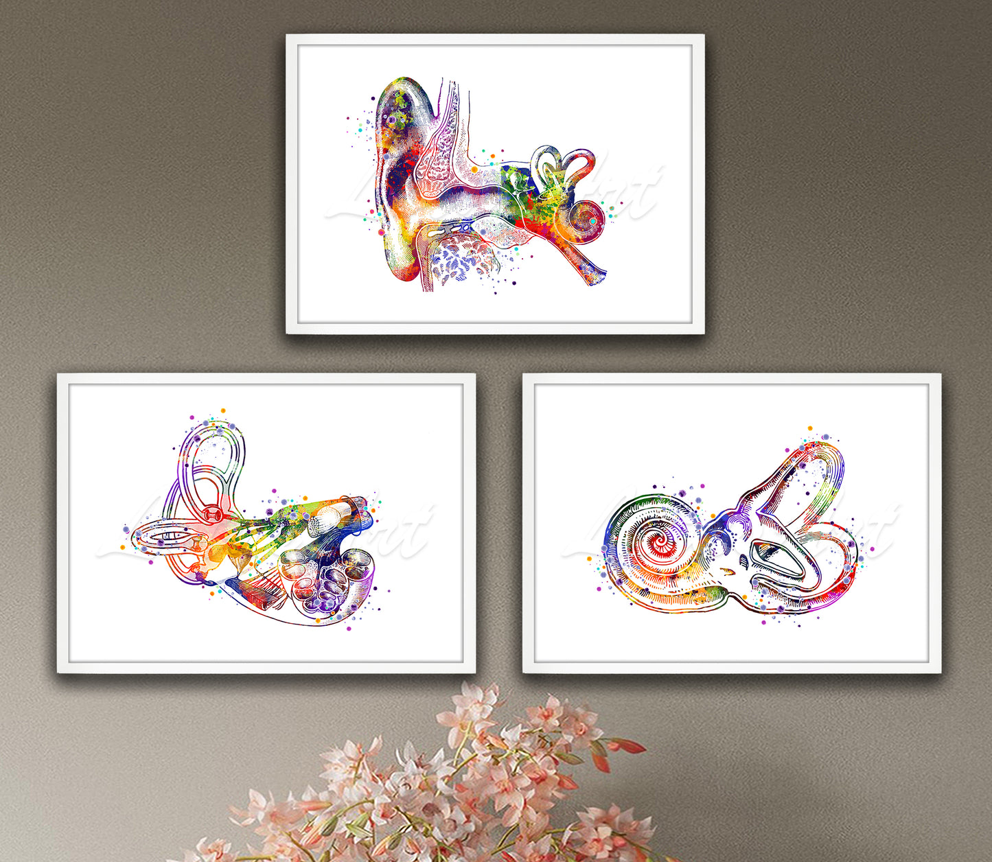 Set of 3 ear anatomy art prints in multicolor watercolor - cochlea, inner ear, vestibular system on wall