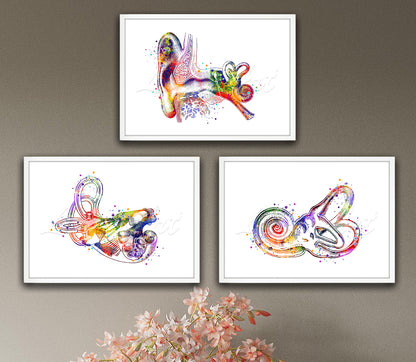 Set of 3 ear anatomy art prints in multicolor watercolor - cochlea, inner ear, vestibular system on wall