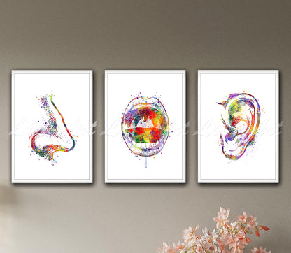Set of 3 ENT anatomy art prints in multicolor watercolor - nose, mouth, larynx, ear on wall